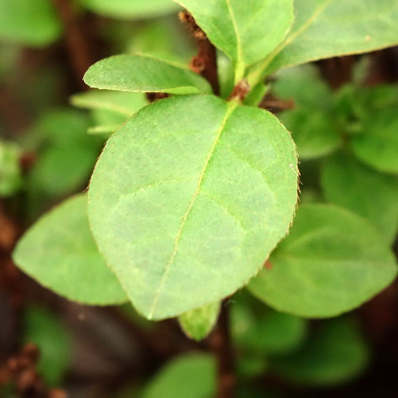 Japanische Azalee Ardeur - Azalea (Laub)