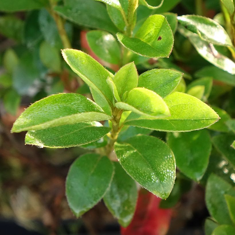 Japanische Azalee Elsie Lee - Azalea (Laub)