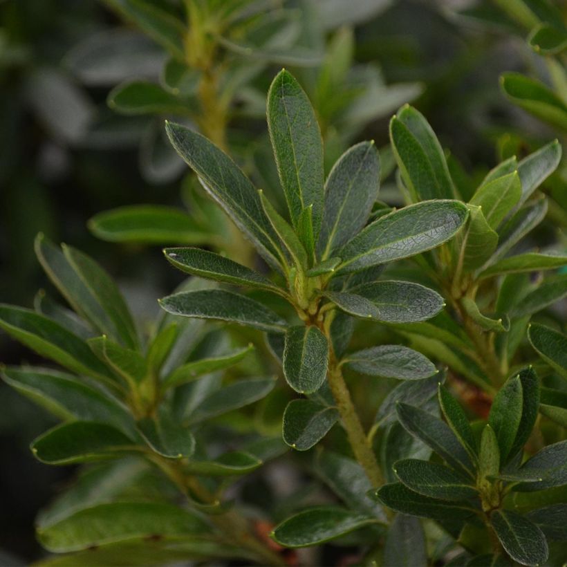 Japanische Azalee Ho Oden - Azalea (Laub)