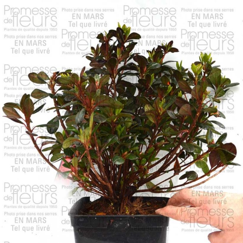 Beispiel eines Exemplars von Azalée du Japon Johanna - Rhododendron hybride Pot de 2L/3L wie geliefert