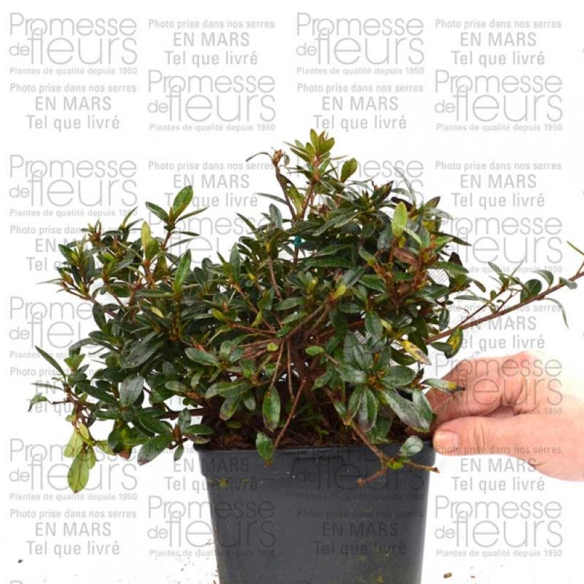 Beispiel eines Exemplars von Azalée du Japon Nakaharai Orange - Azalea japonica Pot de 2L/3L wie geliefert