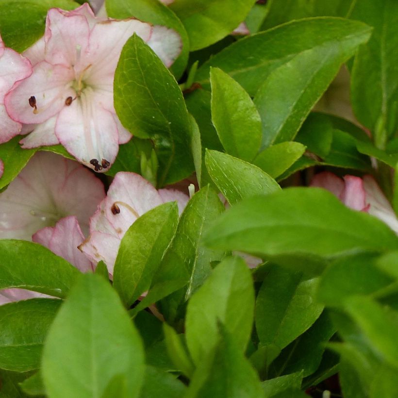 Japanische Azalee Peggy Ann - Azalea kaempferi (Laub)