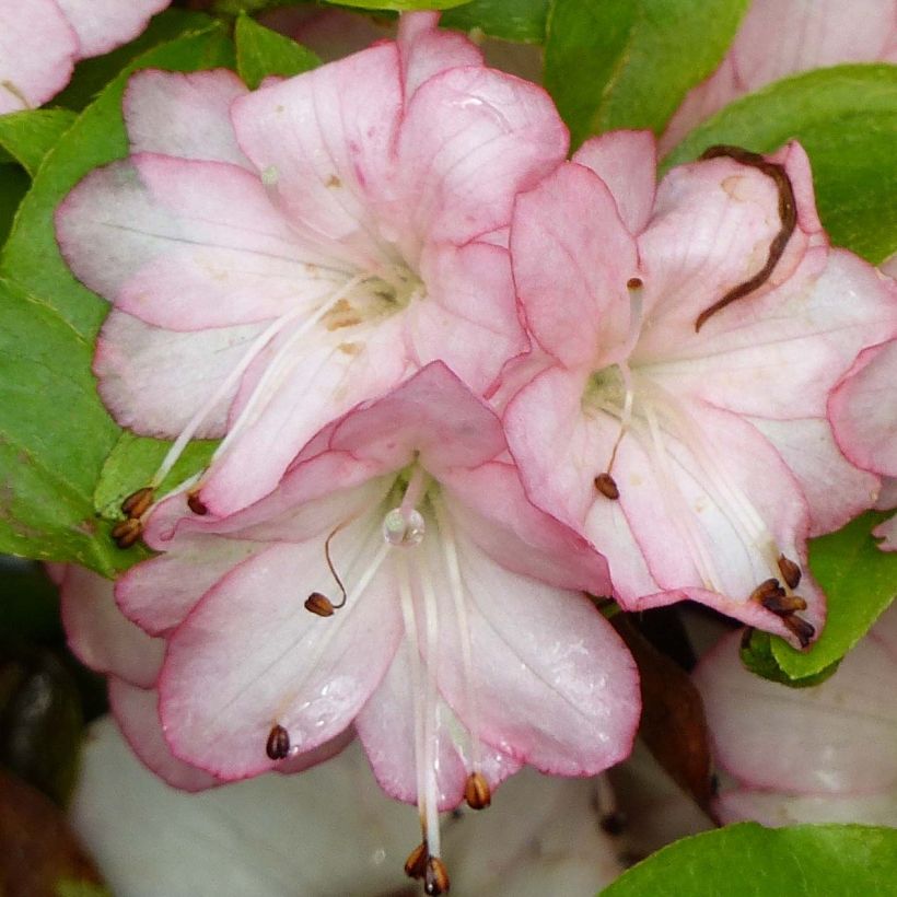 Japanische Azalee Peggy Ann - Azalea kaempferi (Blüte)