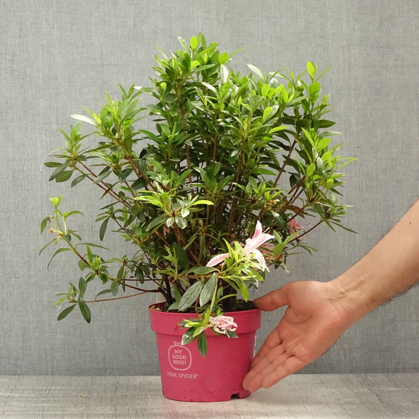 Exemplar von Azalée du Japon Pink Spider - Rhododendron hybride - Pot de 2L/3L wie im Frühjahr geliefert