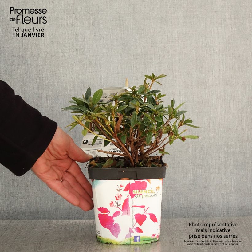 Exemplar von Azalée du Japon Purple Splendor - Rhododendron hybride en pot de 2/3L wie im Winter geliefert