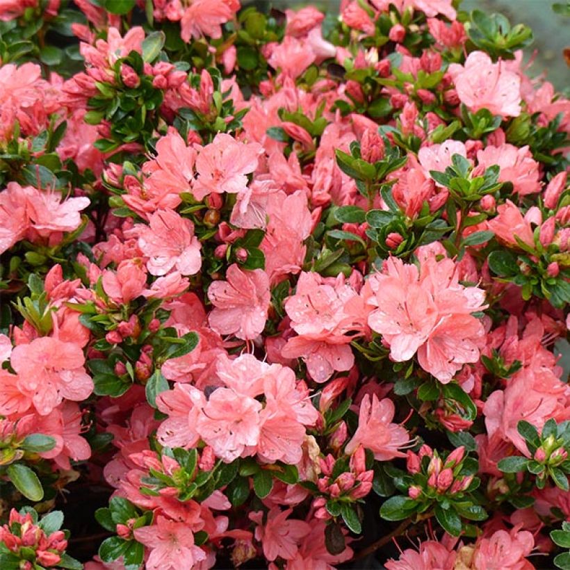 Japanische Azalee Rex - Azalea (Blüte)