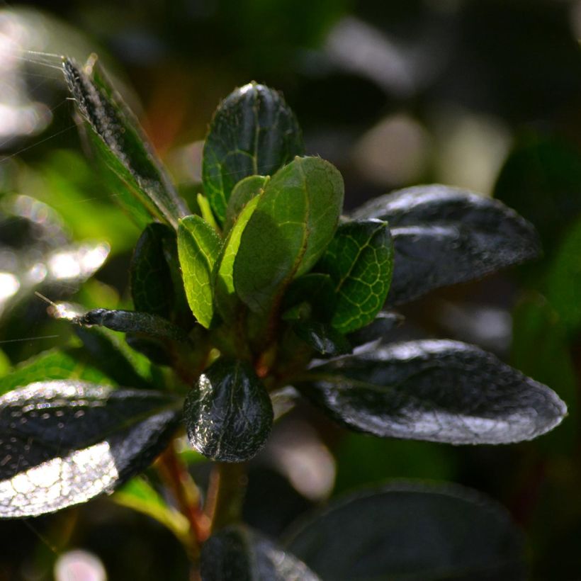 Japanische Azalee Rex - Azalea (Laub)