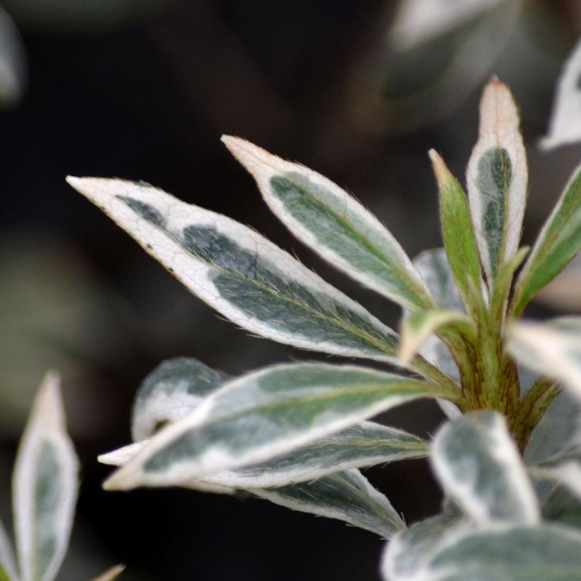 Japanische Azalee Silver Queen - Azalea (Laub)