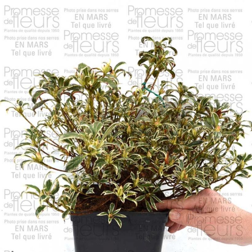 Beispiel eines Exemplars von Azalée du Japon Silver Queen - Rhododendron hybride Pot de 2L/3L wie geliefert