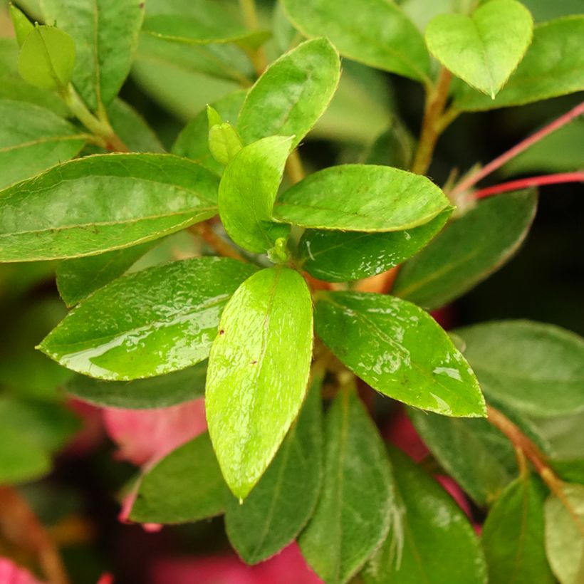 Japanische Azalee Vuyk's Rosyred - Azalea (Laub)