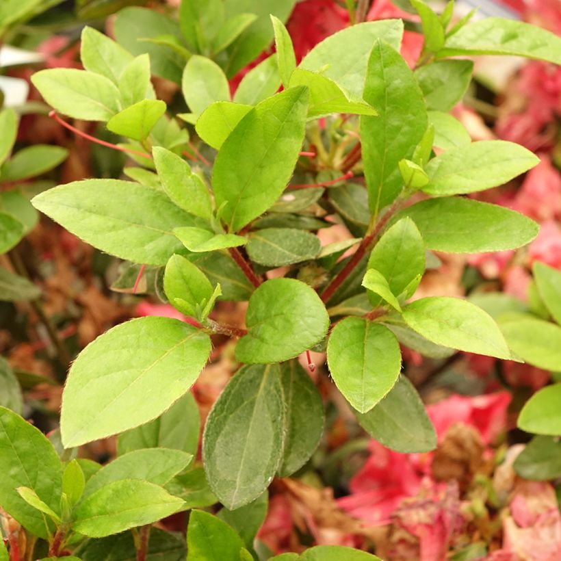 Japanische Azalee Vuyk's Scarlet - Azalea (Laub)