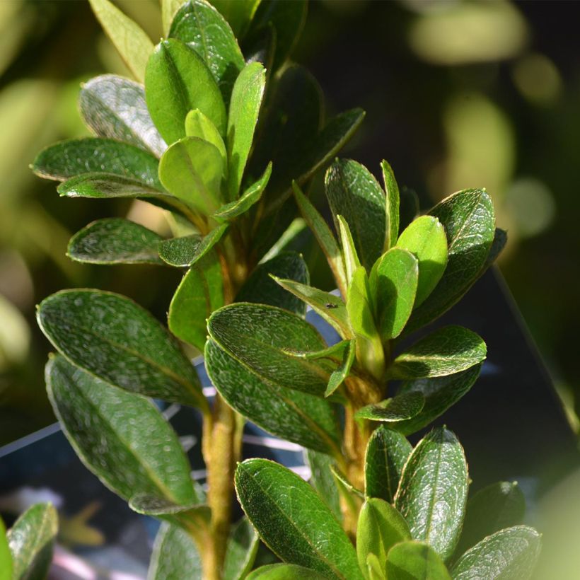 Japanische Azalee White Prince - Azalea (Laub)