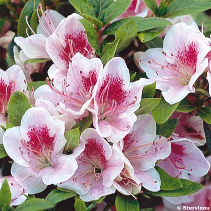 Japanische Azalee Ho Oden - Azalea (Blüte)