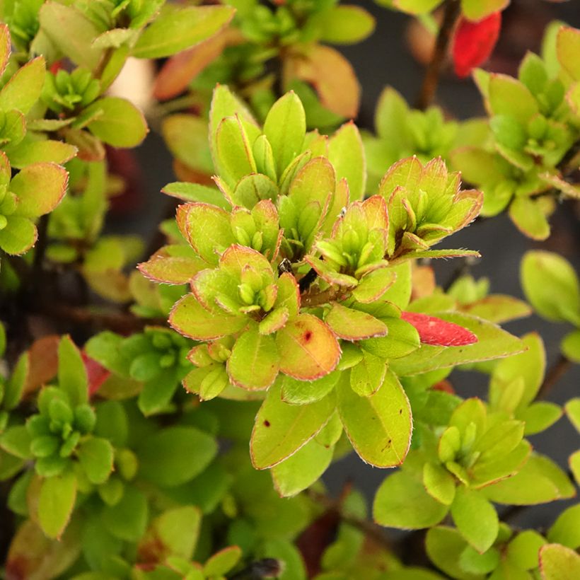 Japanische Azalee Arabesk - Azalea (Laub)