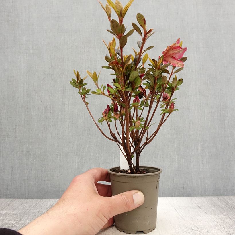 Exemplar von Azalée japonaise - Azalea japonica Arabesk - Godet de 8/9 cm wie im Frühjahr geliefert