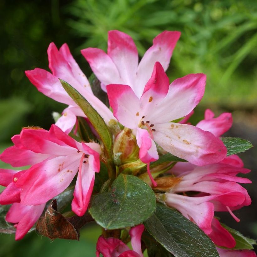 Japanische Azalee Izumi no mai - Azalea (Blüte)