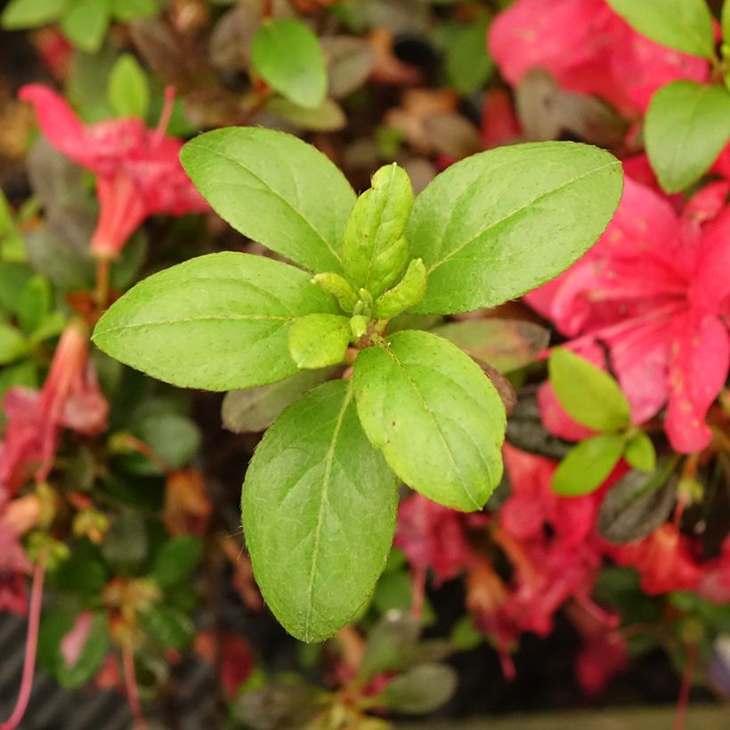 Japanische Azalee Manuska - Azalea (Laub)