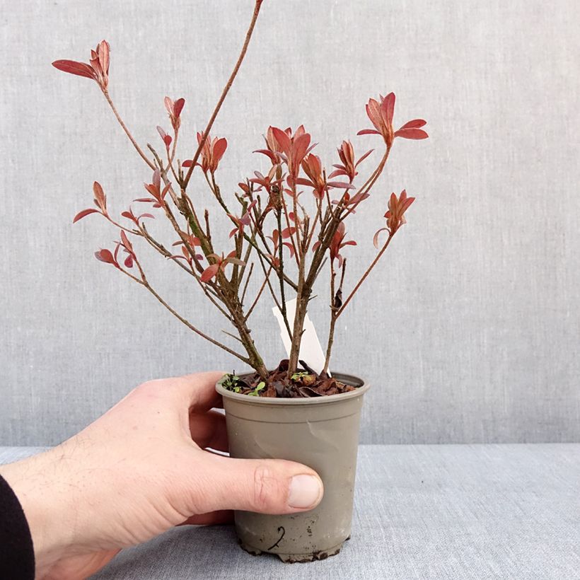 Exemplar von Japanische Azalee Vuyk's Scarlet - Azalea Kleine Töpfe von 8/9 cm wie im Winter geliefert