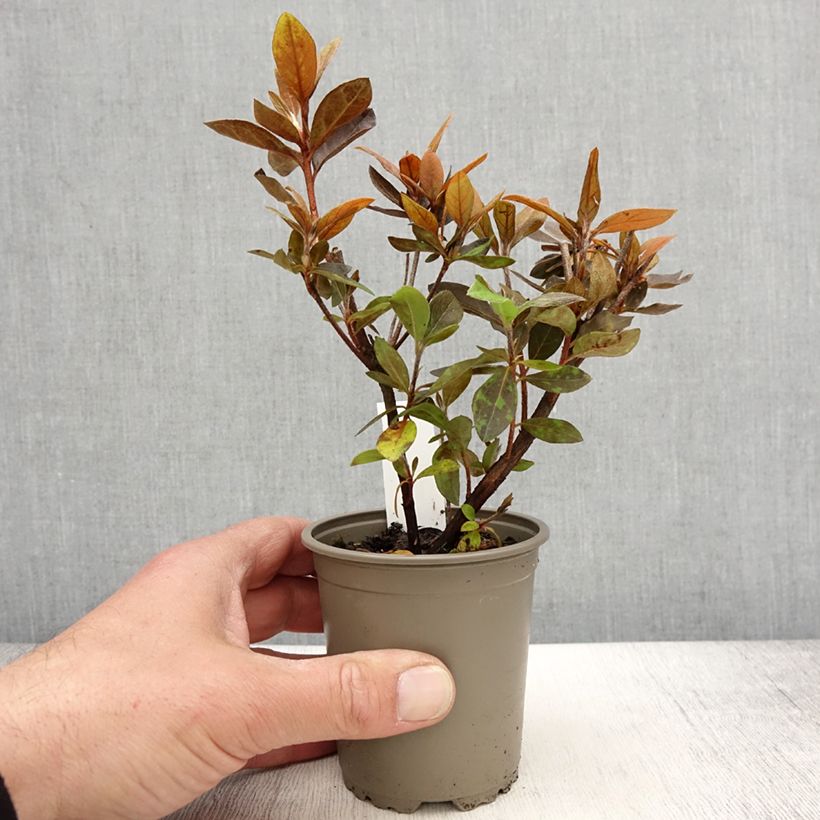 Exemplar von Japanische Azalee Vuyk's Scarlet - Azalea Kleine Töpfe von 8/9 cm wie im Frühjahr geliefert