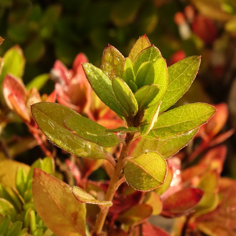 Japanische Azalee Vuyk's Scarlet - Azalea (Laub)