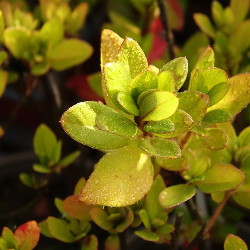 Japanische Azalee Blaauw's pink - Azalea (Laub)