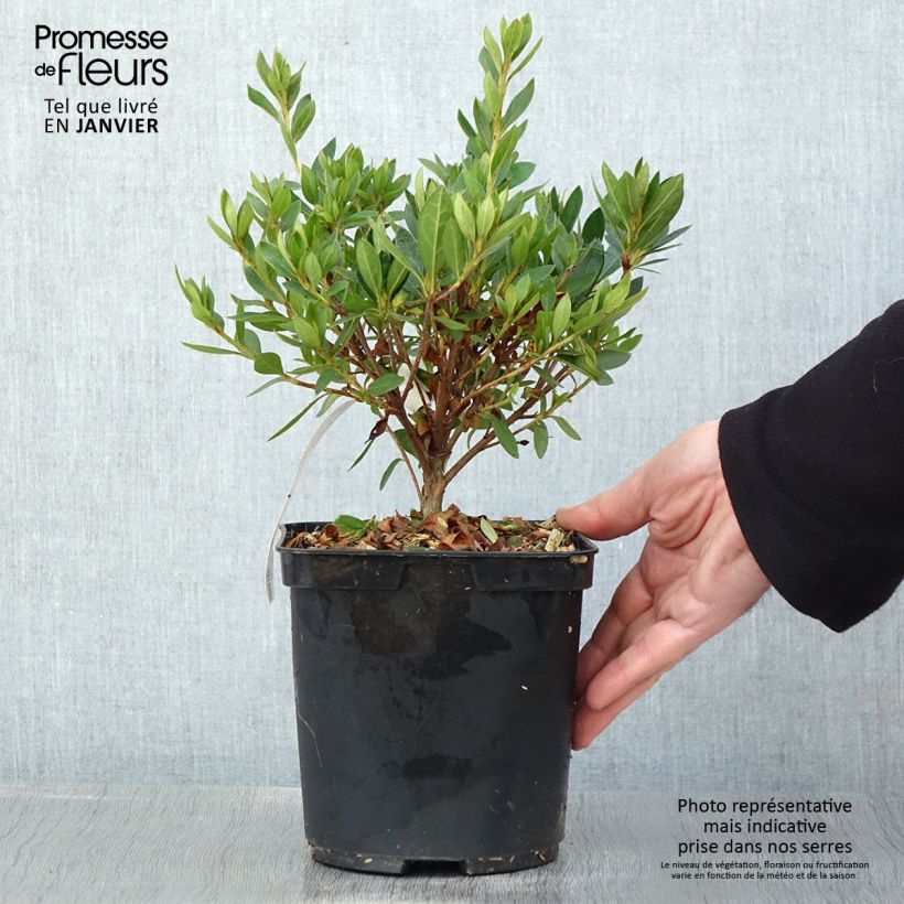 Exemplar von Azalée japonaise Melle - Rhododendron hybride Pot de 2L/3L wie im Winter geliefert