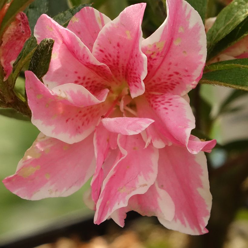 Japanische Azalee Melle - Azalea (Blüte)