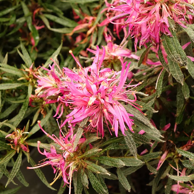 Japanische Azalee Star Style Pink - Azalea (Blüte)