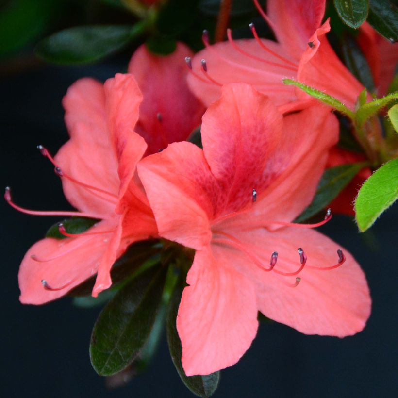 Japanische Azalee Tamanini - Azalea (Blüte)