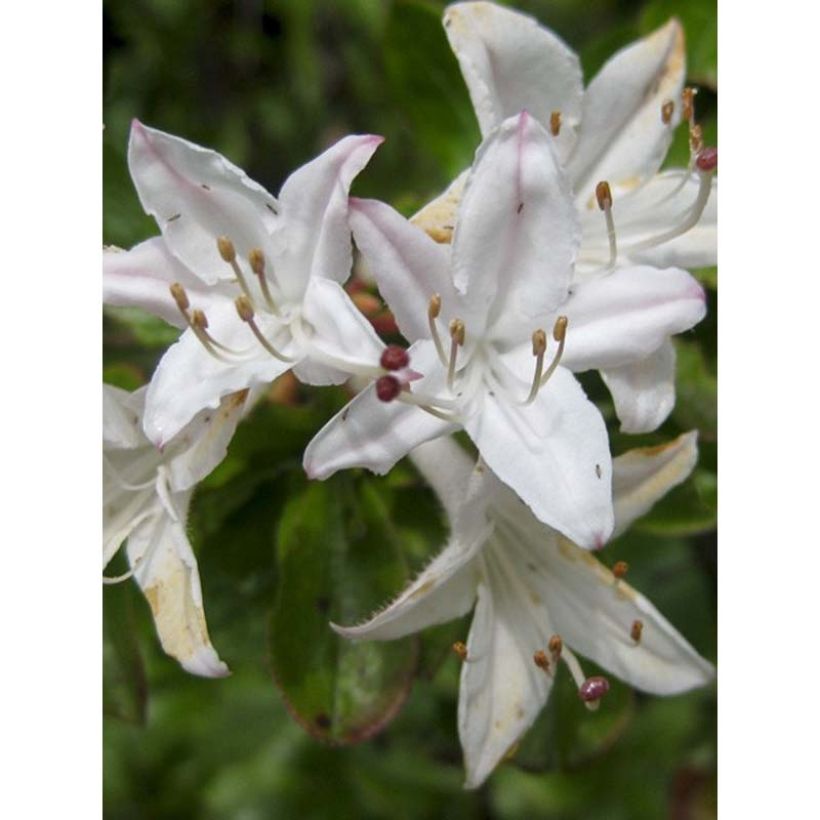 Sommergrüne Azalee Viscosa - Azalea mollis (Blüte)