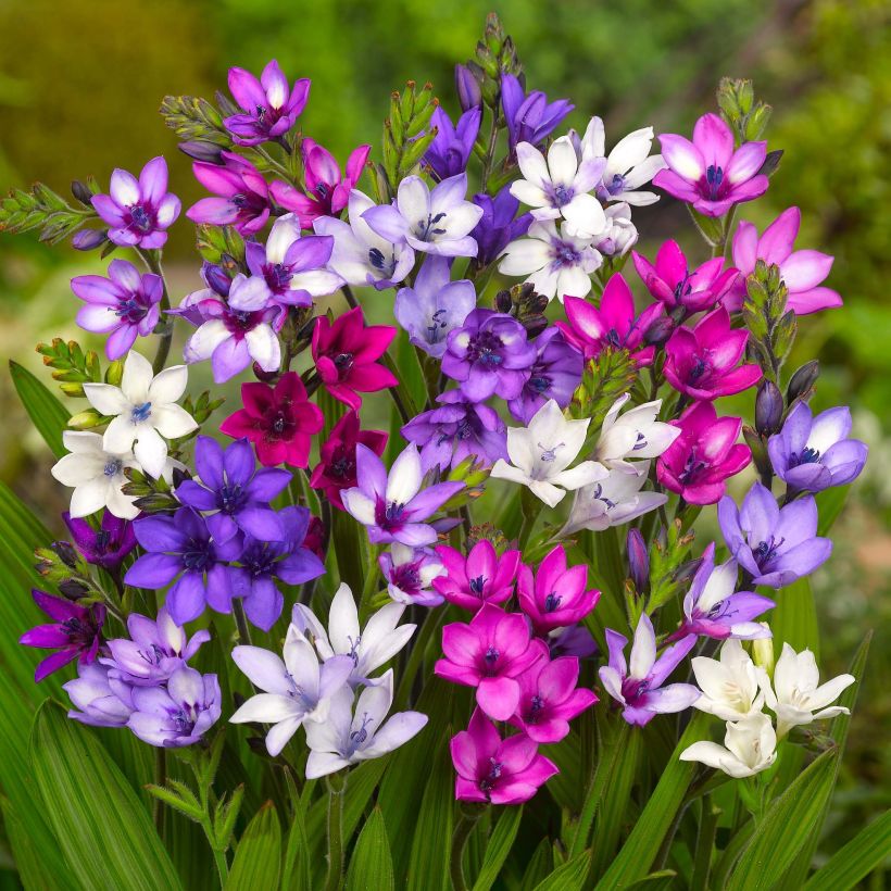 Babiana stricta - Paviansblume (Blüte)