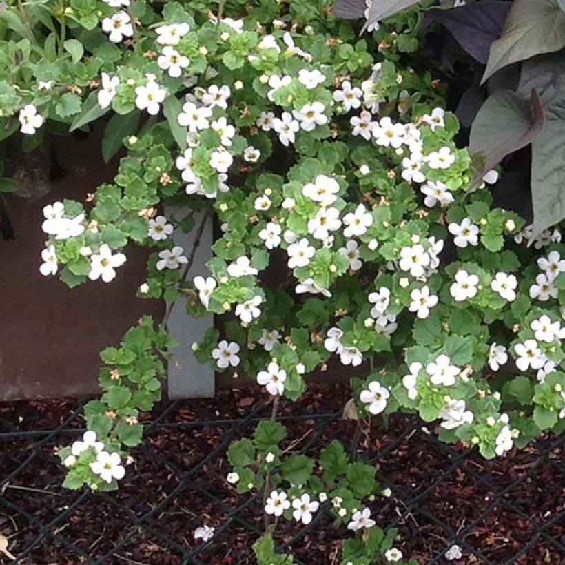 Schneeflockenblume Gulliver Dynamic White - Bacopa (Hafen)