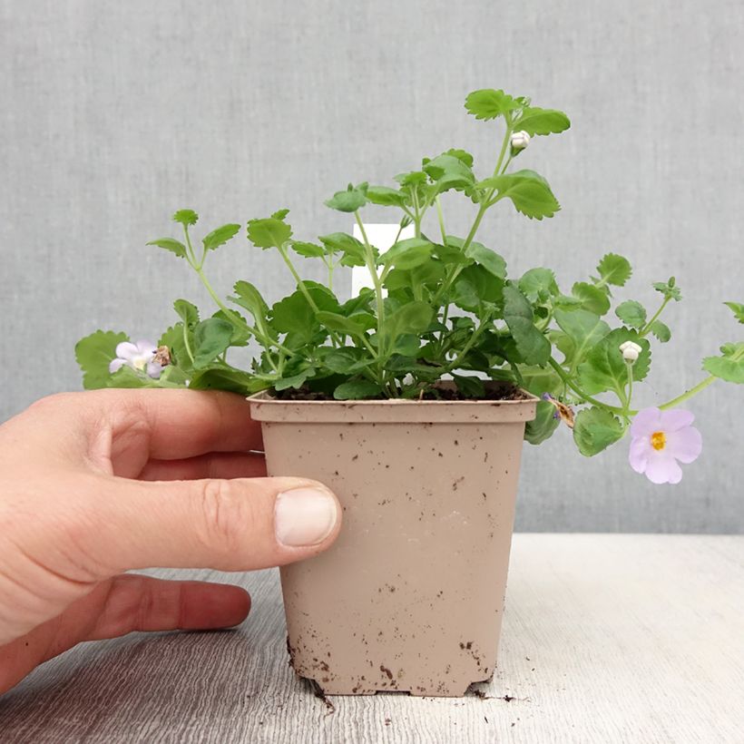 Exemplar von Schneeflockenblume Scopia Gulliver Blue Sensation - Bacopa wie im Frühjahr geliefert