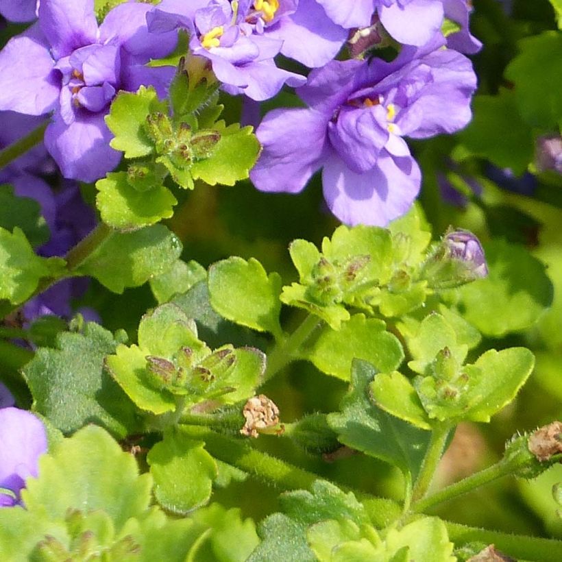 Schneeflockenblume Scopia Double Indigo - Bacopa (Laub)