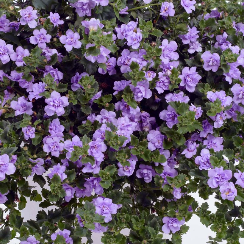 Schneeflockenblume Scopia Double Lavender - Bacopa (Blüte)