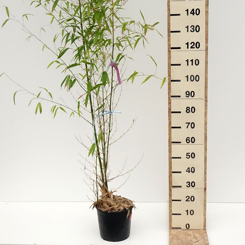 Exemplar von Goldrohr Bambus - Phyllostachys aurea Topf mit 7,5L/10LGelieferte Höhe ca. 100/125cm wie im Winter geliefert