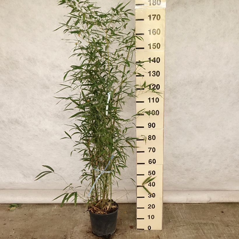 Exemplar von Bambou doré - Phyllostachys aurea en pot de 12L/15L 150/170 cm wie im Sommer geliefert