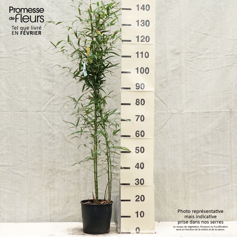 Exemplar von Goldrohr Bambus Koï - Phyllostachys aurea Topf mit 4L/5LGelieferte Höhe ca. 80/100cm wie im Winter geliefert