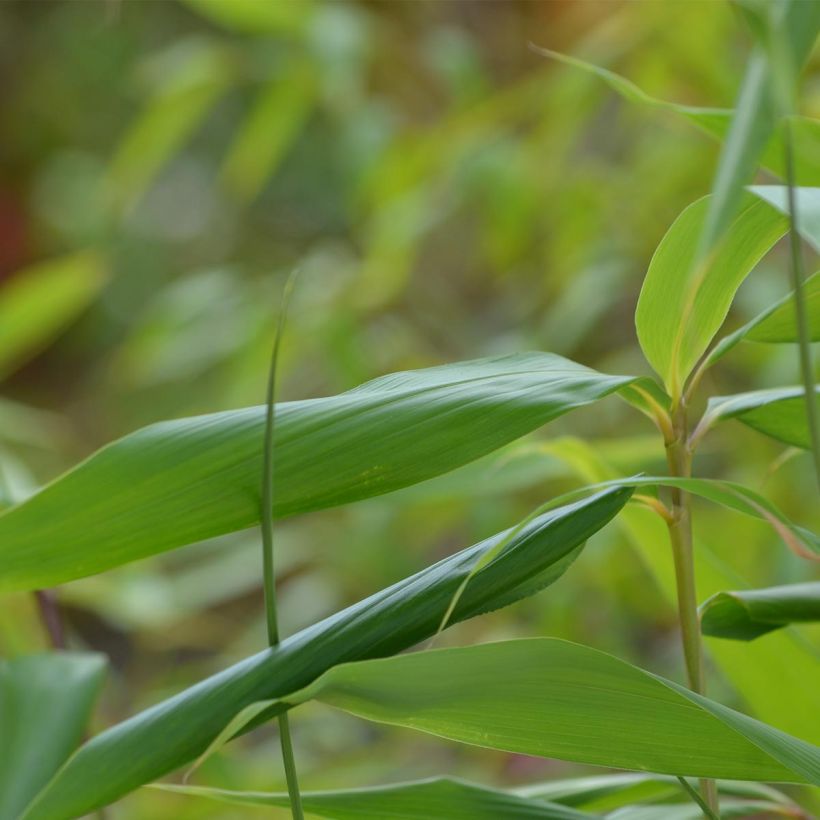 Pseudosasa japonica - Breitblattbambus (Laub)