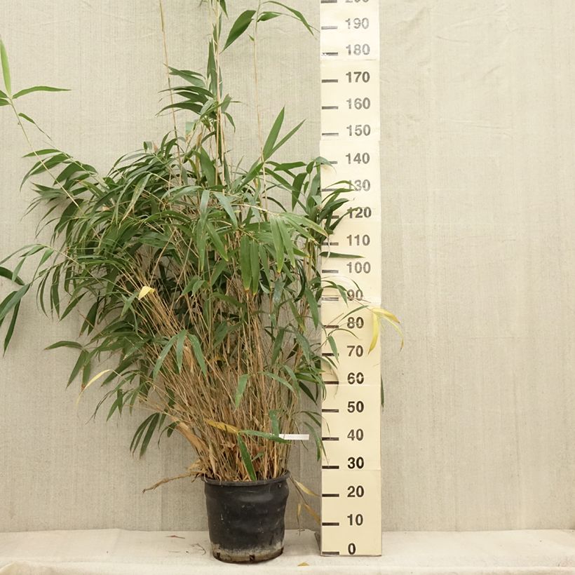 Exemplar von Bambou Métaké - Pseudosasa japonica en pot de 18L/20L wie im Herbst geliefert