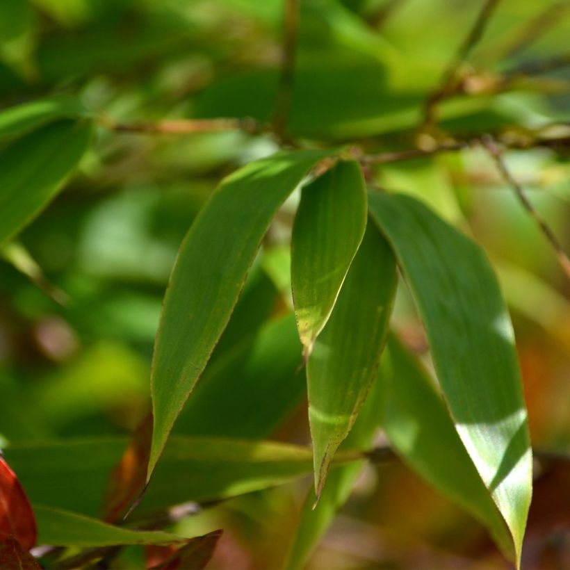 Schwarzer Bambus - Phyllostachys nigra (Laub)