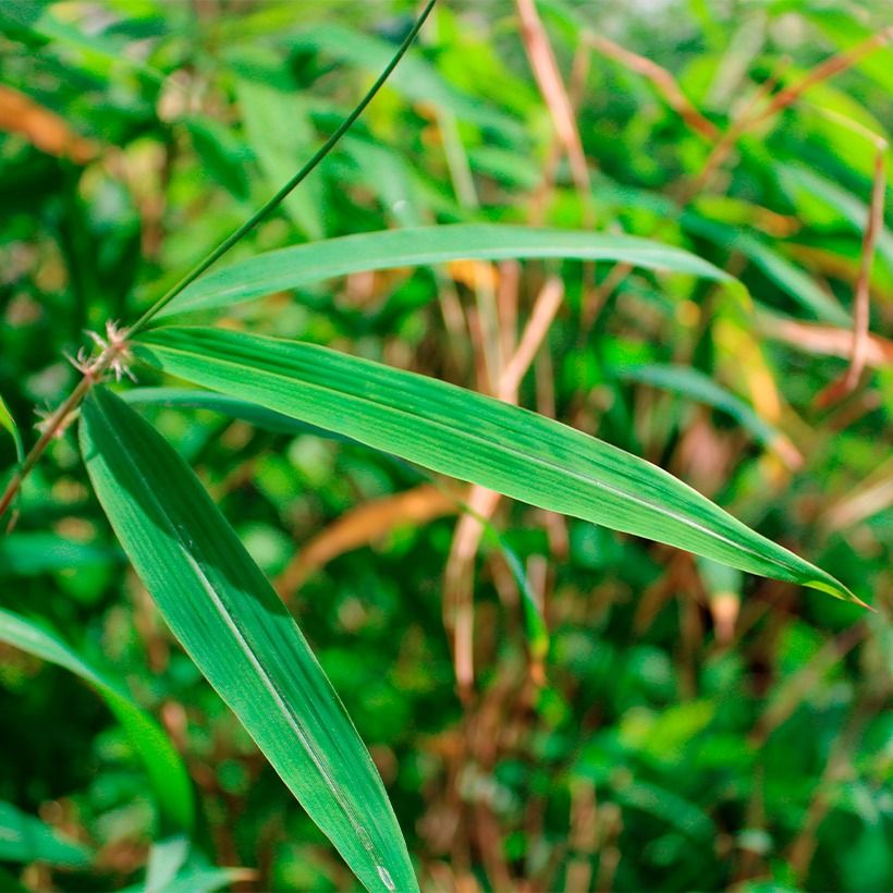 Fargesia yunnanensis - Bambus (Laub)