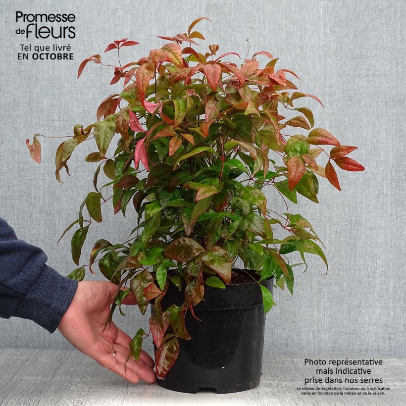 Exemplar von Nandina domestica Blush Pink - Himmelsbambus wie im Herbst geliefert