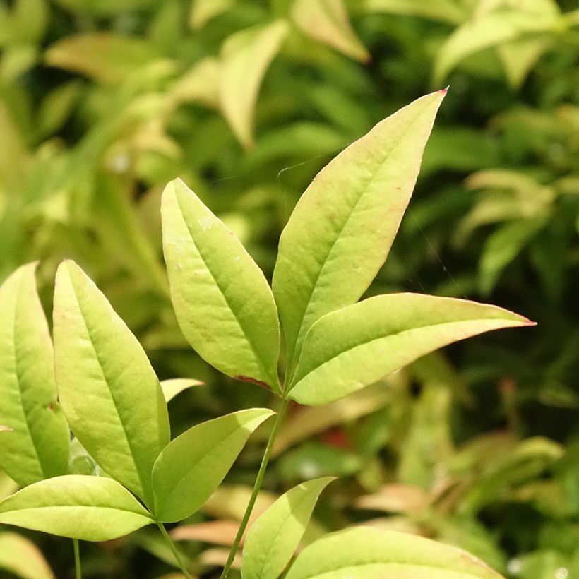 Nandina domestica Moon Bay - Himmelsbambus (Laub)