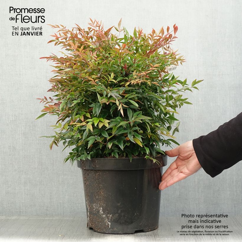 Exemplar von Bambou sacré - Nandina domestica Sienna Sunrise Pot de 7,5L/10L wie im Winter geliefert