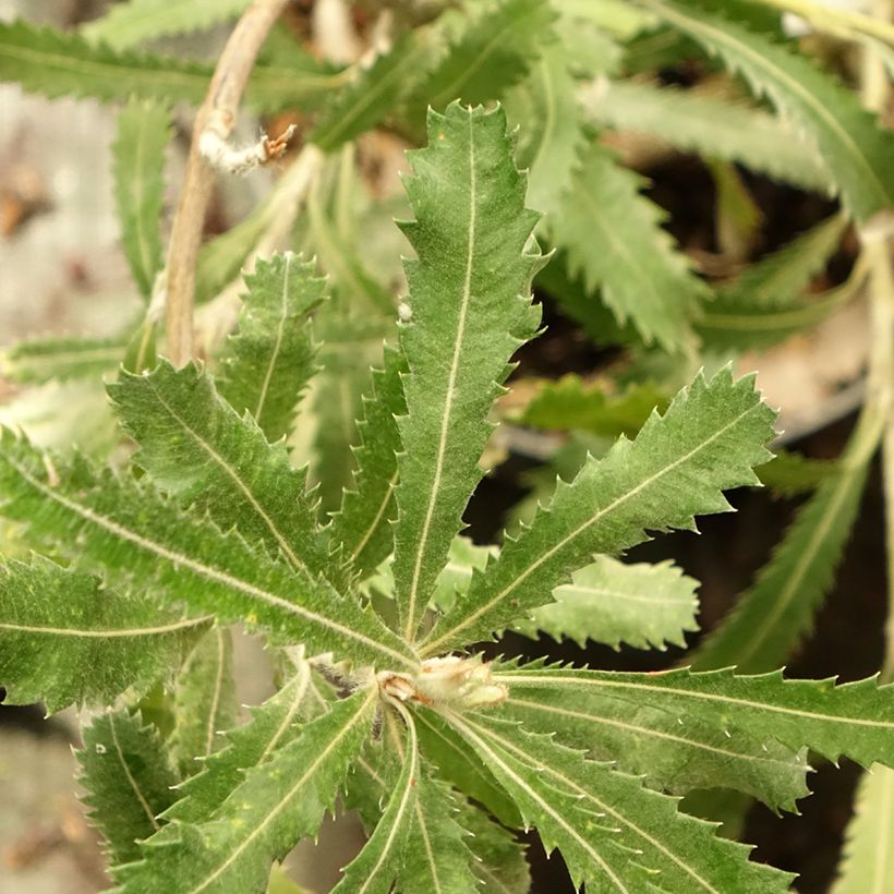 Banksia serrata - Banksie (Laub)