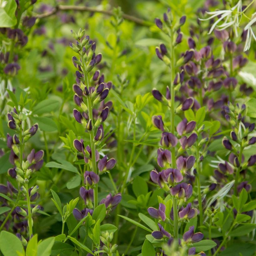 Baptisia australis var. minor Dark Blue - Indigolupine (Blüte)