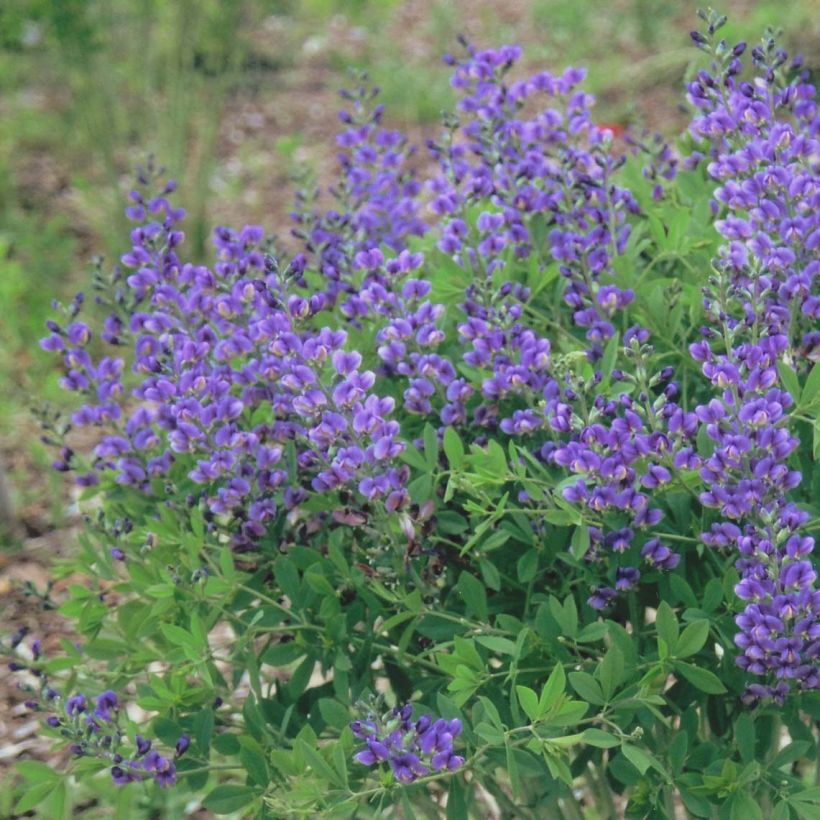 Baptisia Decadence Blueberry Sundae - Indigolupine (Blüte)