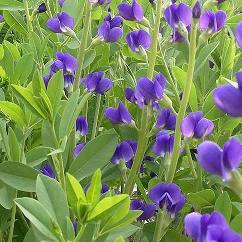 Baptisia australis Caspian Blue - Indigolupine (Blüte)