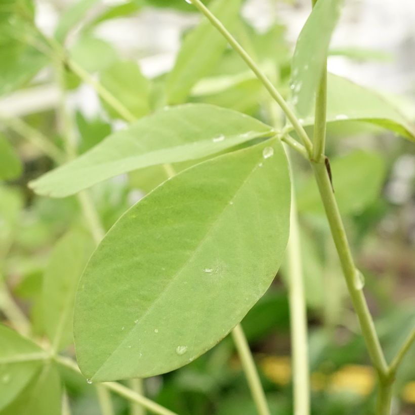 Baptisia Decadence Dark Chocolate - Indigolupine (Blüte)